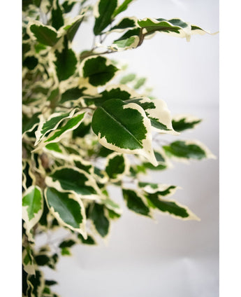 Close-up van de Kunstplant Ficus Exotica 165 cm toont levendige, gezonde bonte groene bladeren met crèmewitte randen en spitse punten tegen een zachte, neutrale achtergrond.