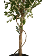 De Kunstplant Ficus Exotica 165 cm heeft een slanke, gedraaide stam en bonte groene en witte bladeren tegen een witte achtergrond.