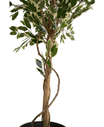 De Kunstplant Ficus Exotica 165 cm heeft een slanke, gedraaide stam en bonte groene en witte bladeren tegen een witte achtergrond.