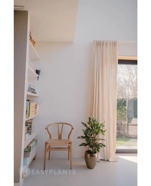 Een minimalistische kamerhoek met een houten stoel, de Kunstplant Ficus Groen 120 cm in een pot en een hoge boekenplank. Zonlicht stroomt door de transparante gordijnen van een groot raam en creëert een heldere en serene sfeer.