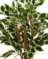 Een close-up van de Kunstplant Ficus Groen/wit 90 cm, met groene bladeren omrand in crèmewit en meerdere bruine stengels, tegen een effen witte achtergrond.