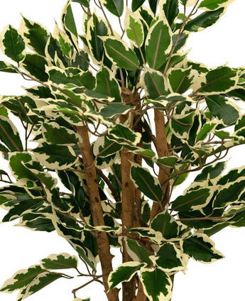 Een close-up van de Kunstplant Ficus Groen/wit 90 cm, met groene bladeren omrand in crèmewit en meerdere bruine stengels, tegen een effen witte achtergrond.