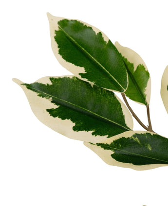 De Kunstplant Ficus Groen/wit 90 cm heeft dunne stelen met verschillende bonte groene en roomwitte bladeren, elk met een diepgroen hart omzoomd door een roomwitte rand, geïsoleerd op een witte achtergrond.