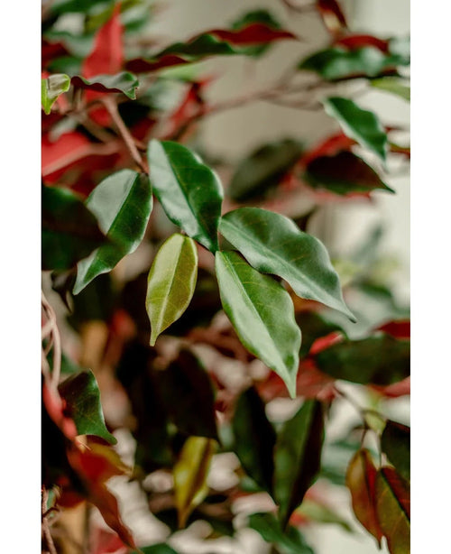 Primo piano delle foglie lucide verdi e rosse della Pianta Artificiale Ficus verde/rosso 150 cm, illuminate dolcemente per enfatizzare il fogliame dettagliato. Gli eleganti vasi decorativi risaltano nettamente su uno sfondo sfocato.