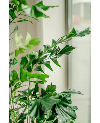 De Kunstplant Fishtail Palm 160 cm heeft groene bladeren met gekartelde randen, perfect om bij een helder raam te plaatsen waar natuurlijk licht het weelderige gebladerte benadrukt tegen een zacht vage achtergrond.