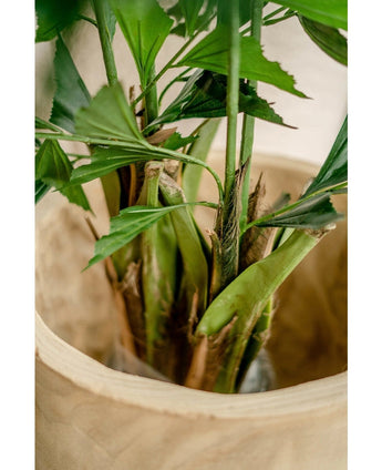 Close-up van Kunstplant Fishtail Palm 160 cm met groene stengels en bladeren in een lichte houten pot, zonlicht accentueert de texturen - ideaal om een elegante kunstpalmstijl in elke ruimte te brengen.