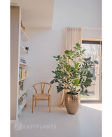 Een Kunstplant Fishtail Palm 160 cm staat in een goudkleurige pot met textuur naast een houten stoel in een lichte, minimalistische kamer met witte muren, boekenplanken en transparante gordijnen bij het raam.