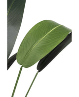 Close-up van Kunstplant Heliconia 110 cm met twee grote groene bladeren en prominente nerven op slanke stelen, perfect voor kleine ruimtes inrichting of als stijlvolle kunstplant badkamer, getoond tegen een effen witte achtergrond.
