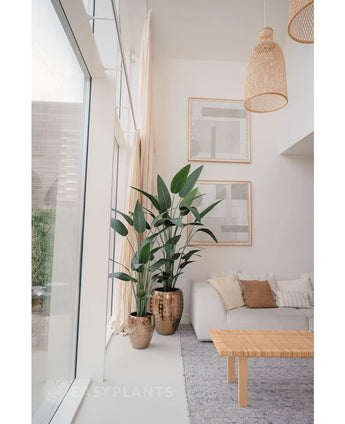 Een lichte, moderne woonkamer met grote ramen, meubilair in neutrale tinten, twee Kunstplant Heliconia 180 cm in goudkleurige potten met textuur, een geweven salontafel, minimalistische muurkunst en natuurlijk licht dat de ruimte vult.
