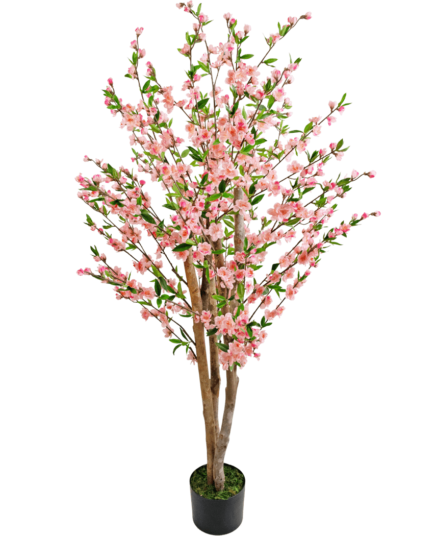 La pianta artificiale di fiori di ciliegio rosa da 150 cm è un albero di fiori di ciliegio artificiale con molteplici tronchi marroni, fiori rosa e foglie verdi, raffigurati su un semplice sfondo bianco.