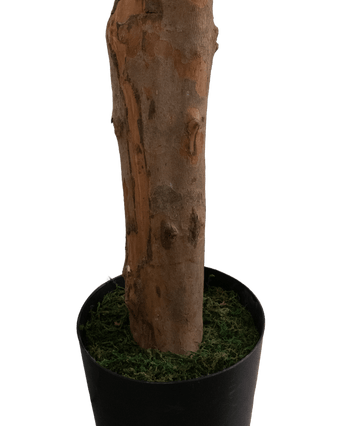 Een close-up van de Kunstplant Longfolia 180 cm, met de boomstam in een zwarte pot met groen mos, tegen een effen witte achtergrond.