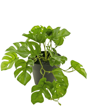 Una pianta artificiale Monstera da 18 cm in vaso.