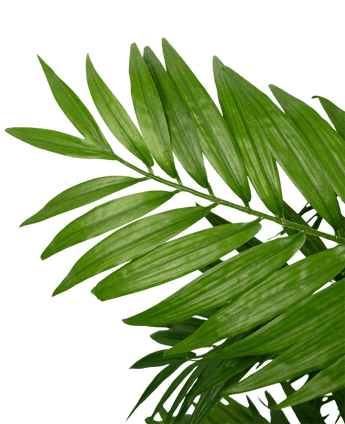 Close-up van Kunstplant Parlour 120 cm met groene palmbladeren met lange, slanke bladeren tegen een effen witte achtergrond.