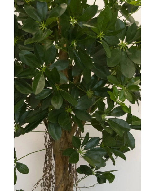 Primo piano della pianta artificiale Schefflera a foglia piccola da 150 cm con foglie verdi larghe e lucide e piccoli boccioli a forma di stella, oltre a uno stelo marrone e radici pendenti - ideale per vasi decorativi eleganti su qualsiasi sfondo neutro.