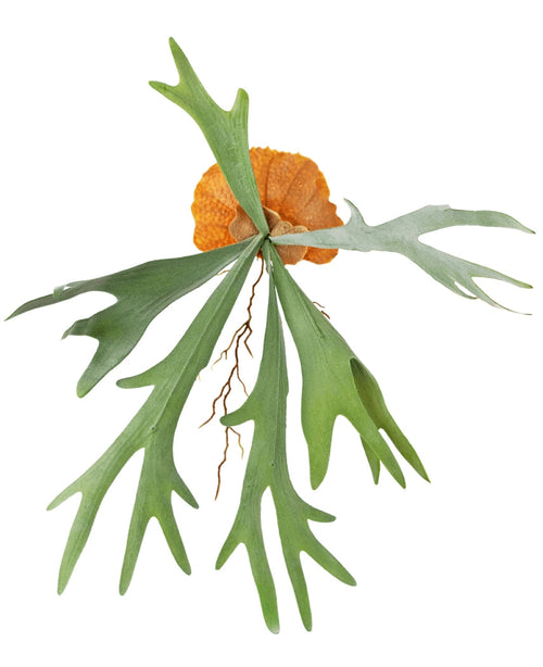 La pianta artificiale Staghorn 53 cm ha foglie larghe, verdi, a forma di corno e foglie di base marroni a forma di scudo per una felce staghorn realistica su uno sfondo bianco.
