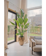 De Kunstplant Strelitzia Nicolai Deluxe 235 cm met brede groene bladeren staat bij grote ramen, in een pot met gouden textuur naast een beige bank met kussens met patroon, en voegt stijl en groen toe aan deze moderne woonkamer.