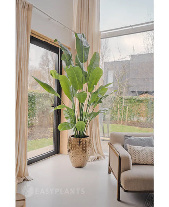 De Kunstplant Strelitzia Nicolai Deluxe 235 cm met brede groene bladeren staat bij grote ramen, in een pot met gouden textuur naast een beige bank met kussens met patroon, en voegt stijl en groen toe aan deze moderne woonkamer.
