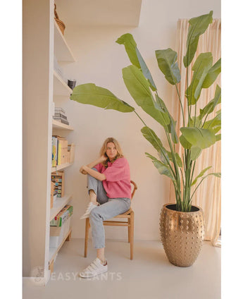 Een vrouw in een roze trui en spijkerbroek zit op een houten stoel naast de Kunstplant Strelitzia Nicolai Deluxe 235 cm; boekenplanken en transparante gordijnen versterken het zacht verlichte interieur.