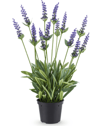 Lavanda finta 44 cm