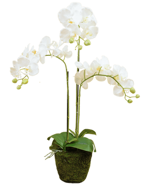 Orchidea artificiale 118 cm bianca in vaso