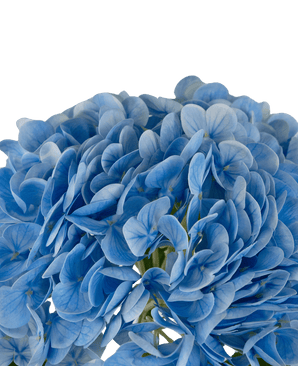 Ortensie finte "Annabelle" Real Touch Blue 55cm