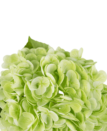 Ortensie finte "Annabelle" Real Touch Green 55 cm