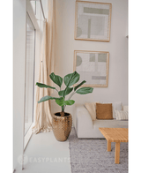 Palma finta Lucuala Grandis 120 cm