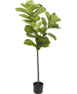 Pianta di tabacco Ficus Deluxe 155 cm