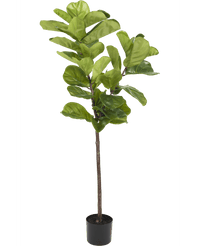 Pianta di tabacco Ficus Deluxe 155 cm