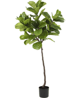 Pianta di tabacco Ficus Deluxe 180 cm