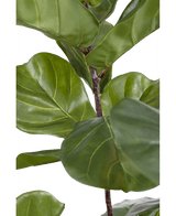 Pianta di tabacco Ficus Deluxe 180 cm