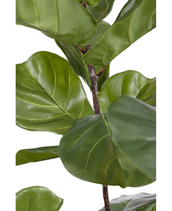 Pianta di tabacco Ficus Deluxe 180 cm