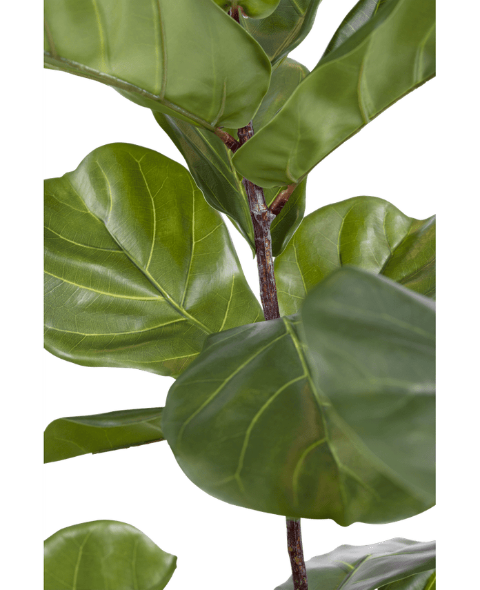 Pianta di tabacco Ficus Deluxe 180 cm