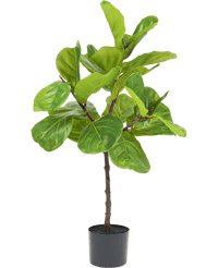 Pianta di tabacco Ficus Deluxe 90 cm