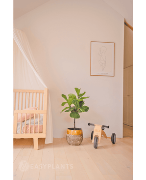Pianta di tabacco Ficus Deluxe 90 cm