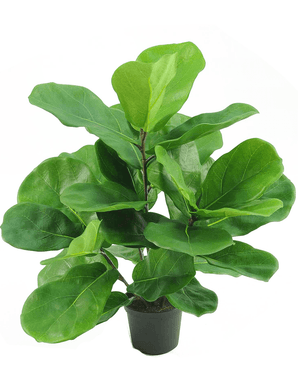 Pianta di tabacco Fiddle Leaf 45 cm