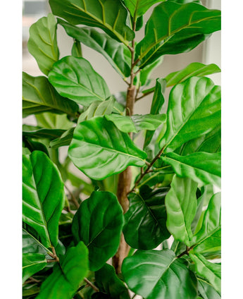 Pianta di tabacco artificiale Ficus Lyrate 150 cm