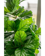 Pianta di tabacco artificiale Ficus Lyrate 150 cm