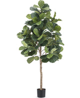 Pianta di tabacco artificiale Ficus Lyrate 180 cm