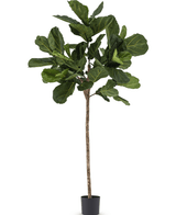 Pianta di tabacco artificiale Ficus Lyrate 225 cm