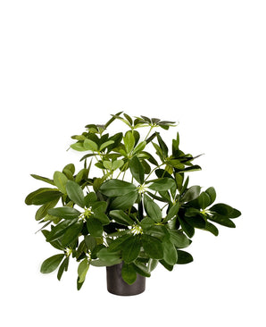 Piante Finte Baby Schefflera 45 cm