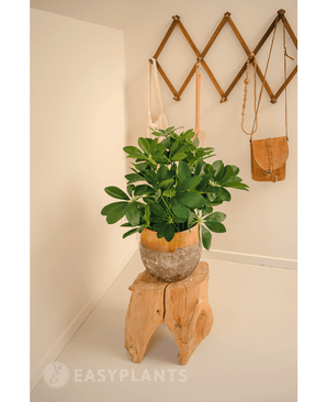 Piante Finte Baby Schefflera 45 cm