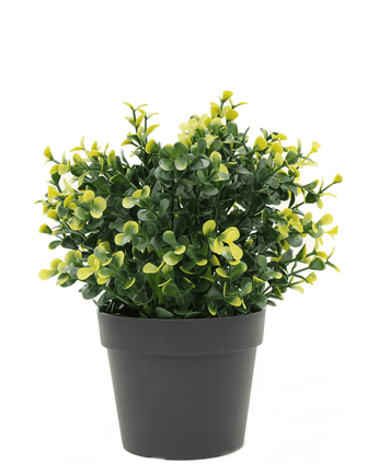 Piante Finte Buxus giallo in vaso 19 cm UV