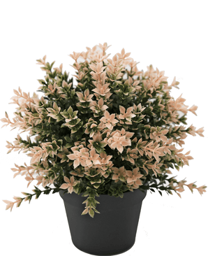 Piante Finte Buxus rosa 22 cm UV
