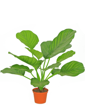 Piante Finte Calathea 46 cm