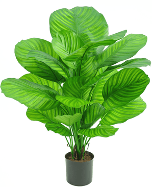 Piante Finte Calathea 72 cm