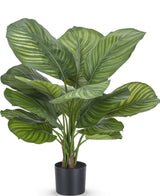 Piante Finte Calathea Fasciata 53 cm in vaso