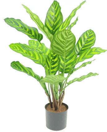 Piante Finte Calathea Makoyana 55 cm