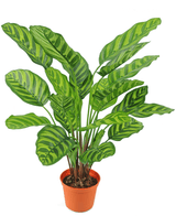 Piante Finte Calathea Makoyana 60 cm rossa