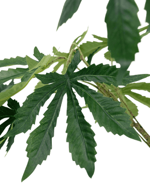 Piante Finte Canapa Foglie di Cannabis 60 cm